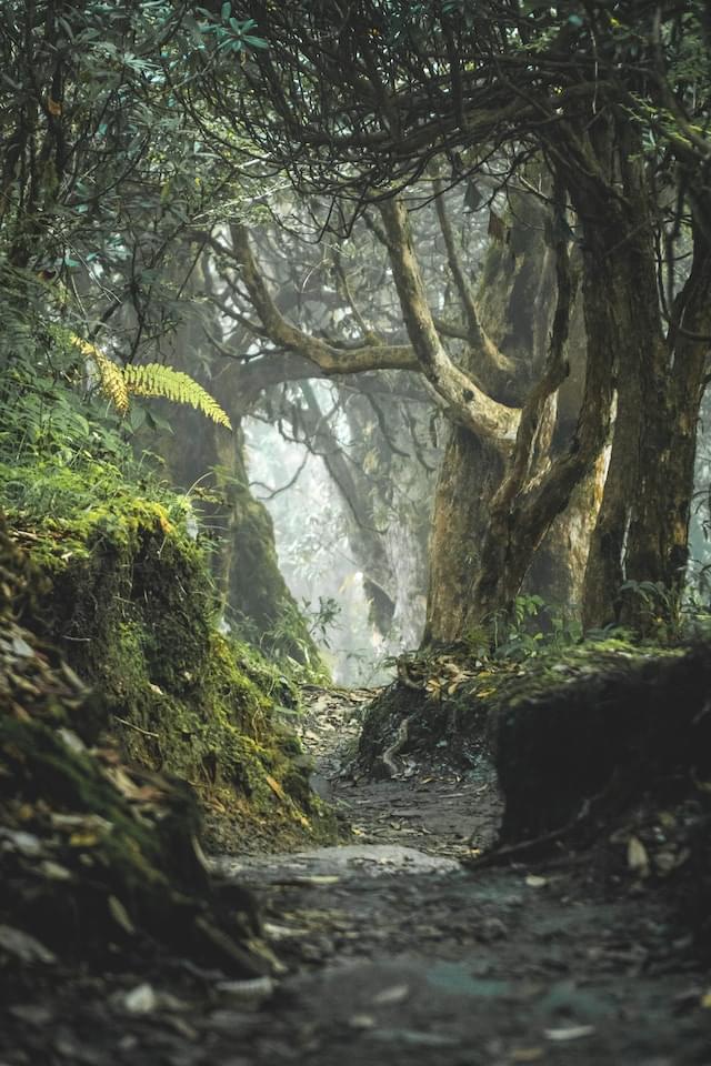 Forest path and trees